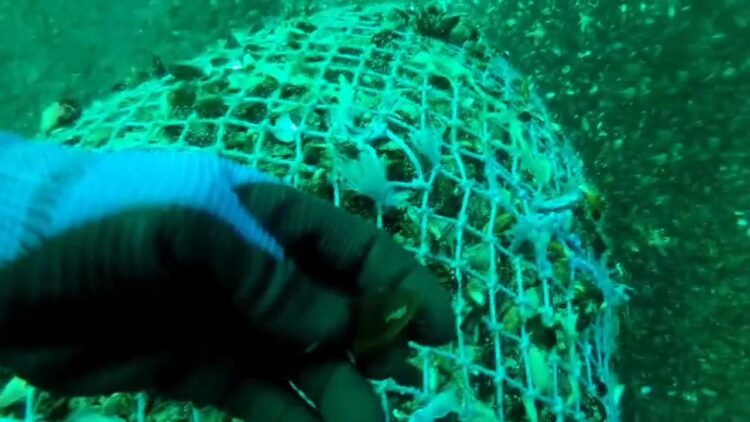 Kaçak Midye Avlayan 2 Şüpheliye Para Cezası