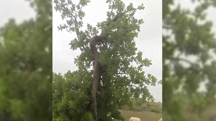Elazığ’da Besici Ağaçtaki 2,5 Metrelik Yılanı Görüntüledi