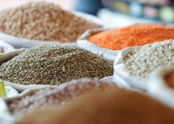 Türkiye’nin Gıda İhracatı: Hububat ve Bakliyat Öne Çıkıyor