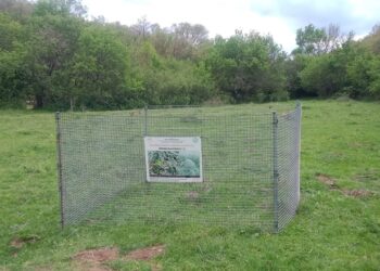 Lalapaşa’da Kırmızı Orman Karıncaları Koruma Altına Alındı