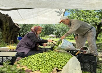 Eşme’de Yılda 3-5 Bin Ton Arasında Erik Üretiliyor