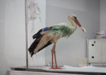 Kanadına Saçma İsabet Eden Leylek Ampute Edildi