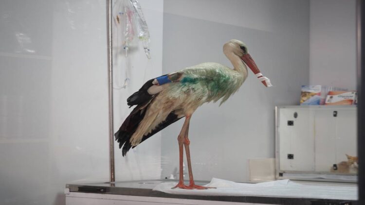 Kanadına Saçma İsabet Eden Leylek Ampute Edildi