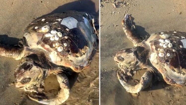 Keşan’da Ölü Caretta Caretta Sahile Vurdu