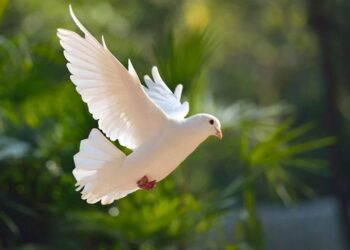 Sinekliğe Sıkışan Güvercini İtfaiye Ekipleri Kurtardı