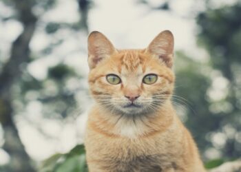 Kediyi Tekmeleyip Balkondan Atmakla Suçlanan Kadının Yargılanması Sürüyor
