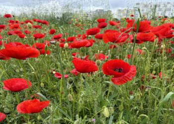 Tekirdağ’da Fotoğraf Tutkunları Doğanın Güzelliğini Kadrajlarına Alıyor