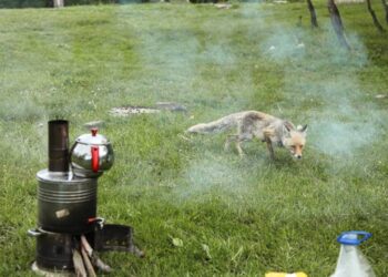 Piknik Yapan Vatandaşların Sofrasına Tilki Geldi