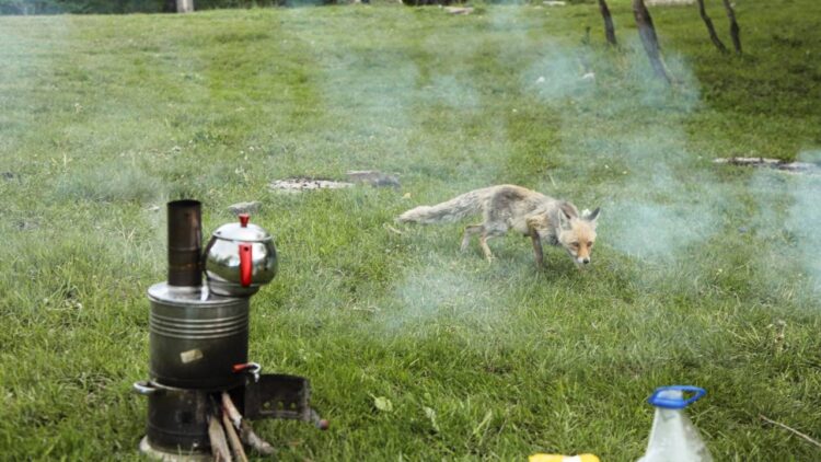 Piknik Yapan Vatandaşların Sofrasına Tilki Geldi