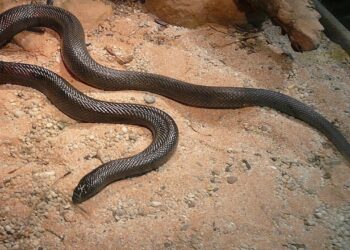 Balık Avına Çıkan Yılan AA Muhabirinin Kamerasına Takıldı