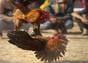 Horoz Dövüştürülmesine İlişkin 36 Şüpheli Hakkında İşlem Başlatıldı