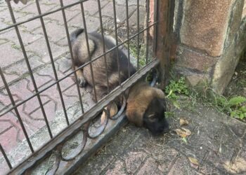 İtfaiye Ekipleri Başı Demir Kapıya Sıkışan Yavru Köpeği Kurtardı