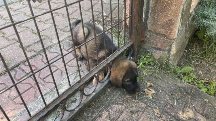 İtfaiye Ekipleri Başı Demir Kapıya Sıkışan Yavru Köpeği Kurtardı