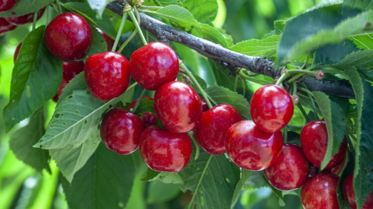 Türkiye’nin Kiraz İhracatında Büyük Artış