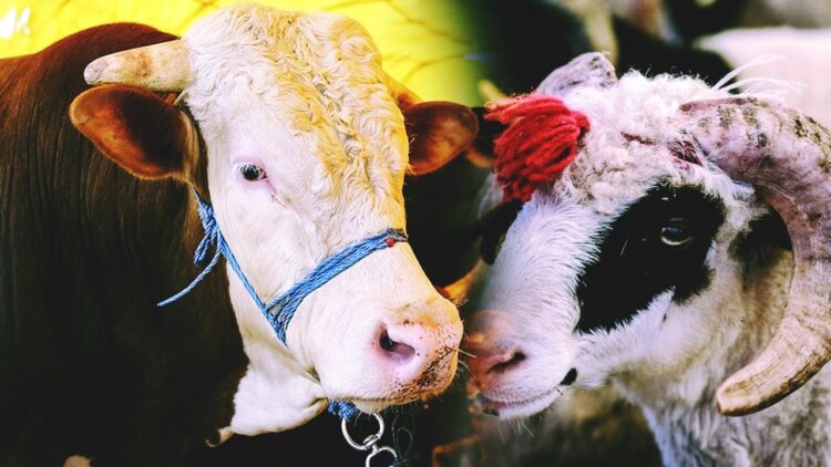Yanlış Kesim Kurban Etinin Bozulmasını Hızlandırıyor