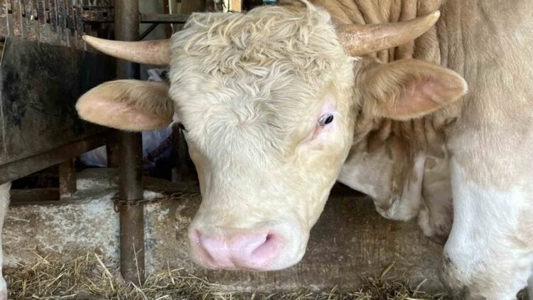 1,4 Tonluk ‘Paşa’ Adlı Dana 500 Bin TL’den Satışa Sunuldu