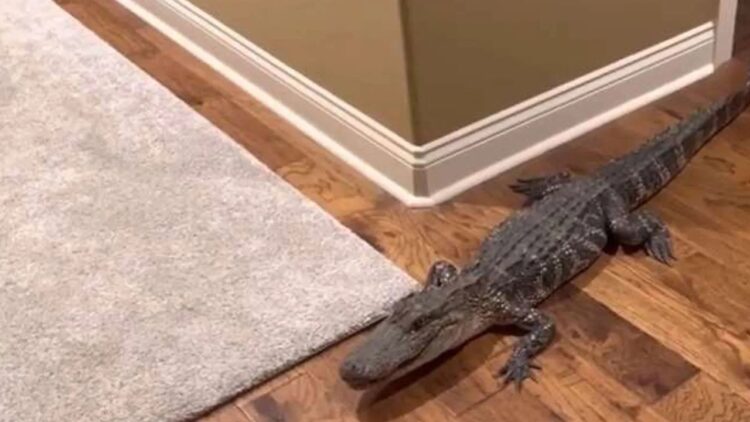 Evinde 1,5 Metre Timsah Besleyen Kişi Yakalandı