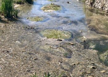 Tohma Çayı’nda Yaşanan Balık Ölümleri Valiliği Harekete Geçirdi