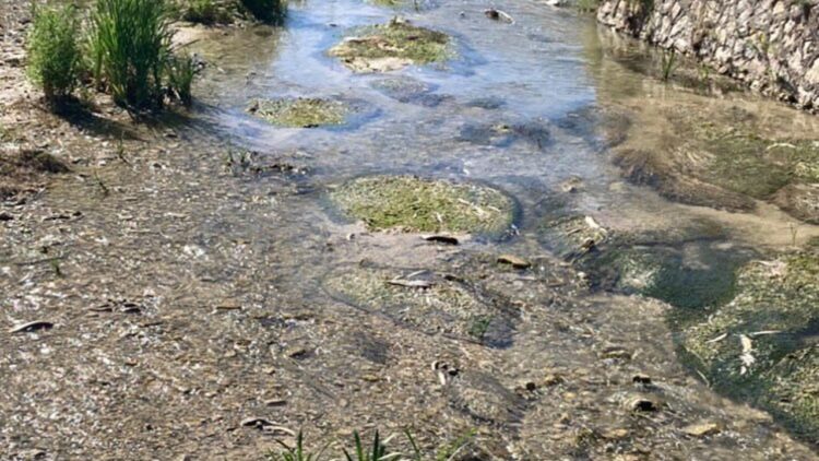 Tohma Çayı’nda Yaşanan Balık Ölümleri Valiliği Harekete Geçirdi