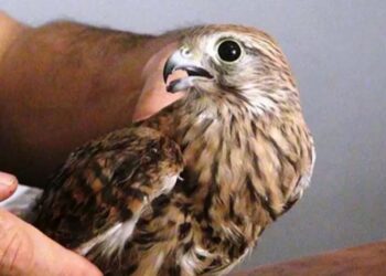 Vatandaşın Bulduğu Yavru Kızıl Şahin Koruma Altına Alındı