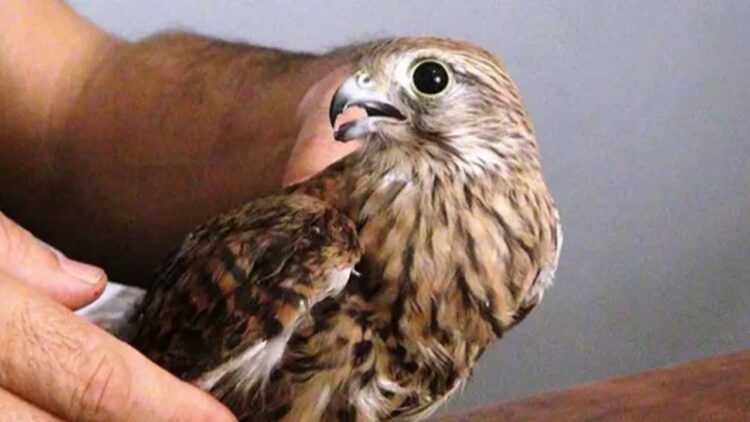 Vatandaşın Bulduğu Yavru Kızıl Şahin Koruma Altına Alındı