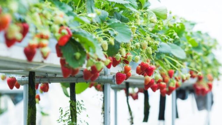 Gaziantep’te Kadınlar Çilek Üretimi Yapıyor