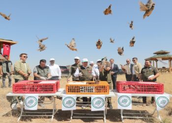 300 Kınalı Keklik Doğaya Salındı