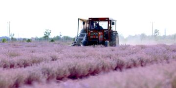 Lavanta Bahçelerindeki Hasat Sezonu Açıldı