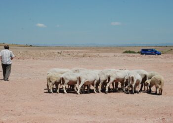Başıboş Köpekler 7 Hayvanı Telef Etti