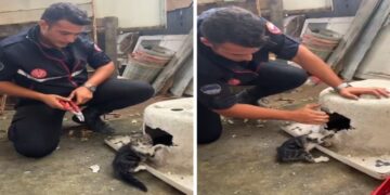 Kayseri’de Kedinin İmdadına İtfaiye Yetişti