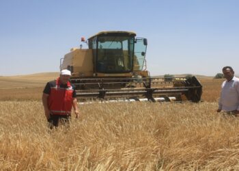 Yozgat’ta 14 Çeşit Yerli Arpa Hasat Edildi