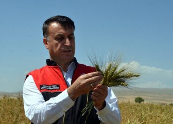 Muş’ta Ekilen Ata Tohumu Buğdaydan Yüksek Verim Bekleniyor