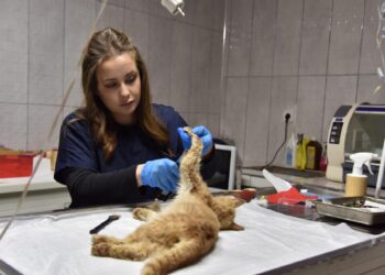 Bilecik’te Sokak Hayvanları Tedavi ve Rehabilitasyon Merkezi’nde ampute operasyonu gerçekleştirildi haberi