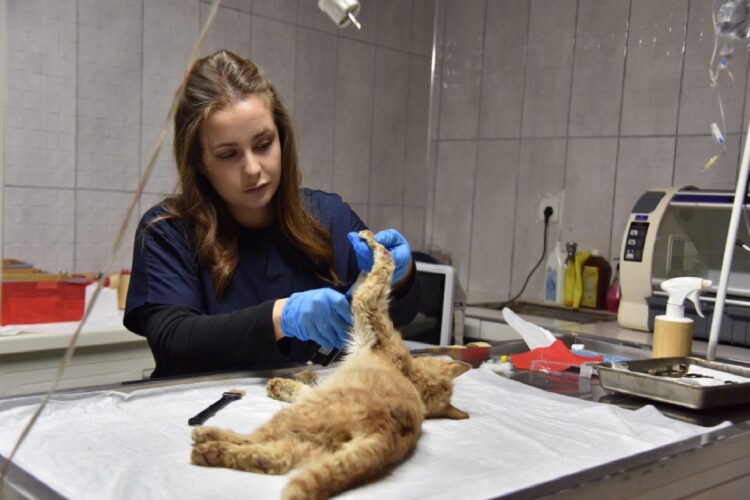 Bilecik’te Sokak Hayvanları Tedavi ve Rehabilitasyon Merkezi’nde ampute operasyonu gerçekleştirildi haberi