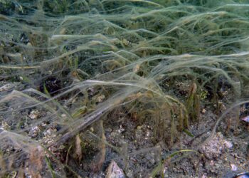 Müsilaj deniz çayırı ve pinaları olumsuz etkiliyor haberi