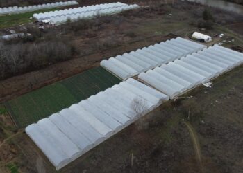 Şehir hayatını bırakan çift devlet desteğiyle kurdukları tesiste istiridye mantarı üretiyor haberi