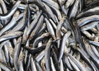 Tekirdağ’da tezgahların gözdesi hamsi ve çinekop