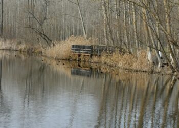 Acarlar Longozu, korunarak geleceğe taşınacak haberi