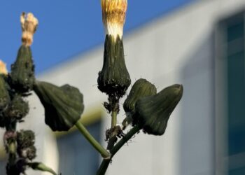 Böceklerin kışı canlı geçirmesi tarımsal üretimi olumsuz etkiliyor haberi