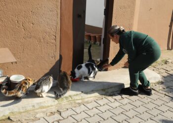 “Çocuklarım” dediği 15 kediye şefkatle bakıyor haberi