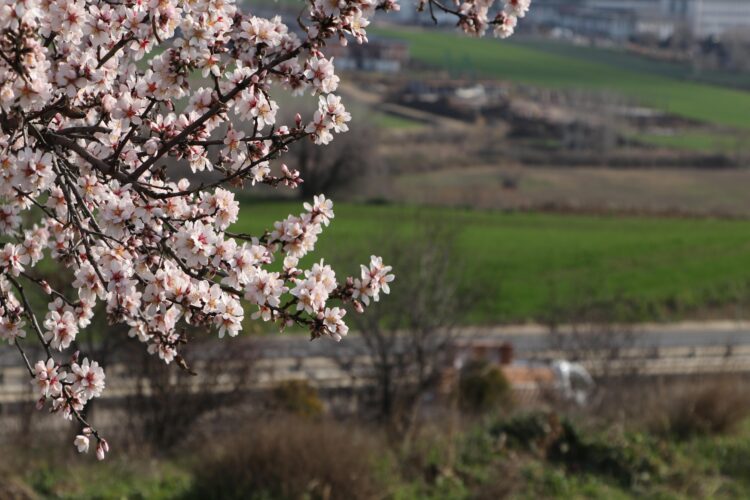 Tekirdağ’da “yalancı bahara” aldanan badem ağaçları çiçek açtı haberi