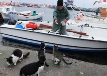 Teknesiyle tuttuğu balıklarla rıhtımdaki kedileri besliyor haberi