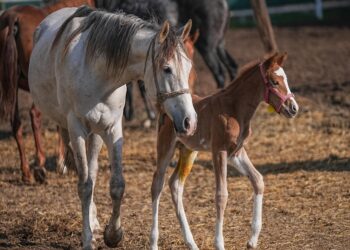 TİGEM’in 3 işletmesinde 435 tayın doğması bekleniyor haberi