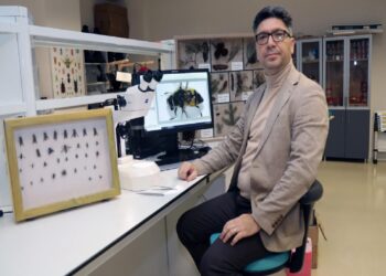 Uludağ ormanlarındaki arı türlerinin çeşitliliği belirlenecek haberi