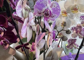 Yalovalı kadınların ürettiği çiçekler vitrinleri süslüyor haberi