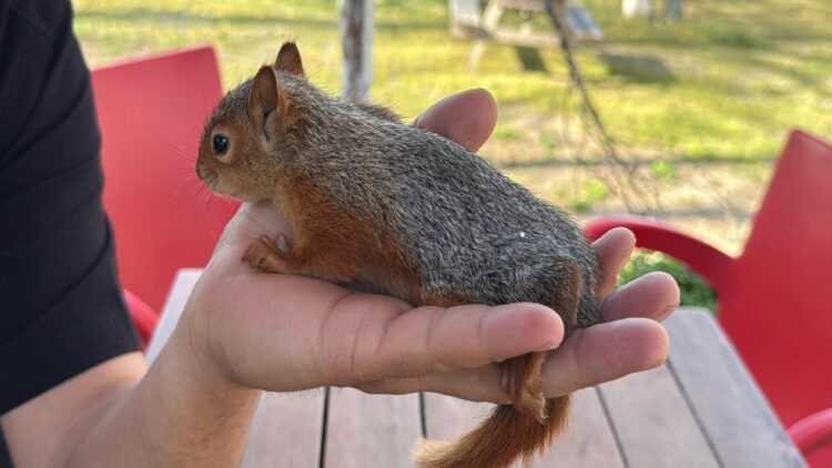 Çanakkale’de yuvasından düşen yavru sincap fındıkla beslendi haberi
