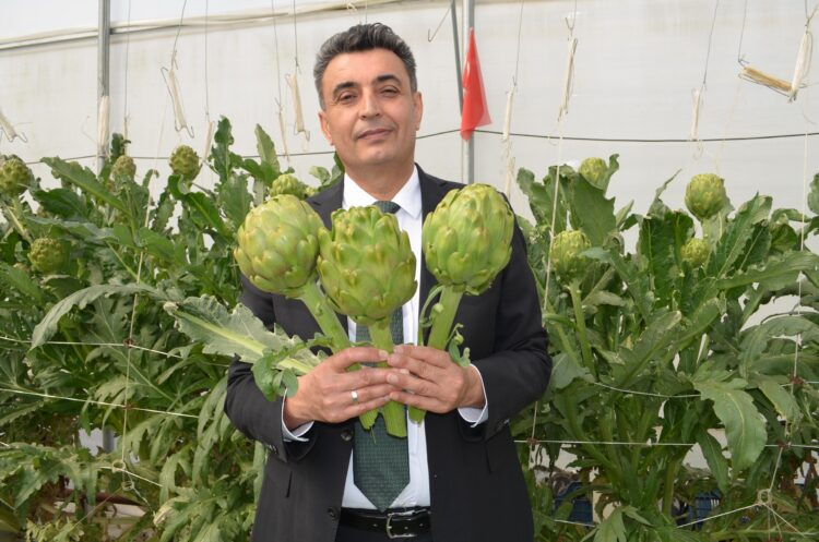 Darıca’daki topraksız serada enginar hasadı için geri sayım başladı haberi