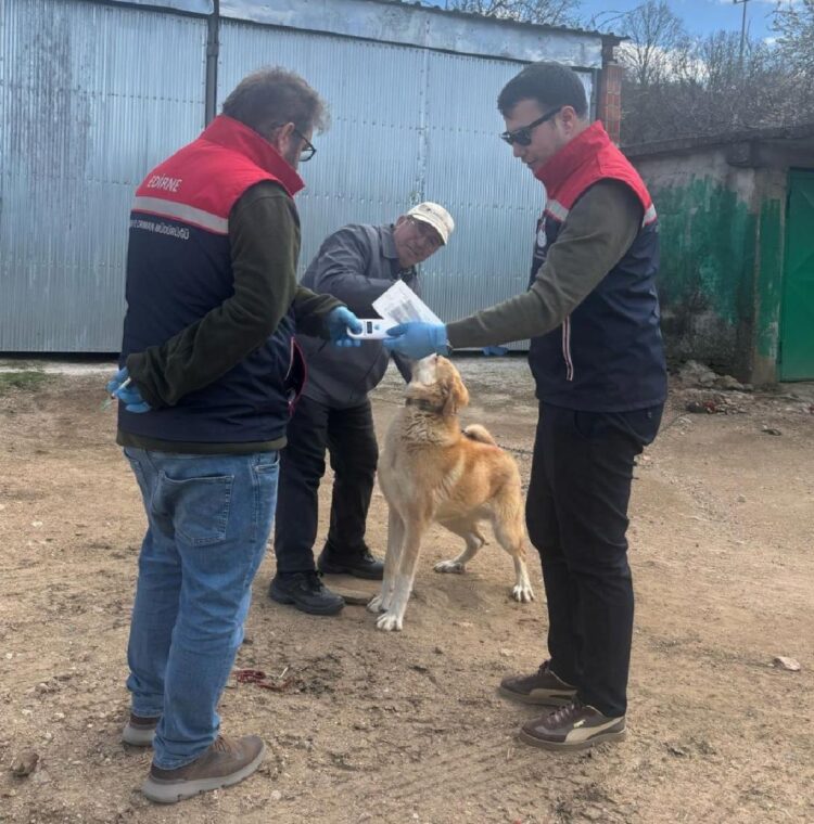 Edirne’de sahipli hayvanlara yönelik aşılama ve çip uygulamaları sürüyor haberi