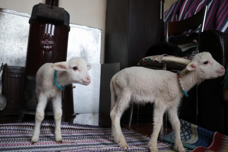Kırklarelili besici kadın, annelerinin kabullenmediği kuzulara evinde bakıyor haberi