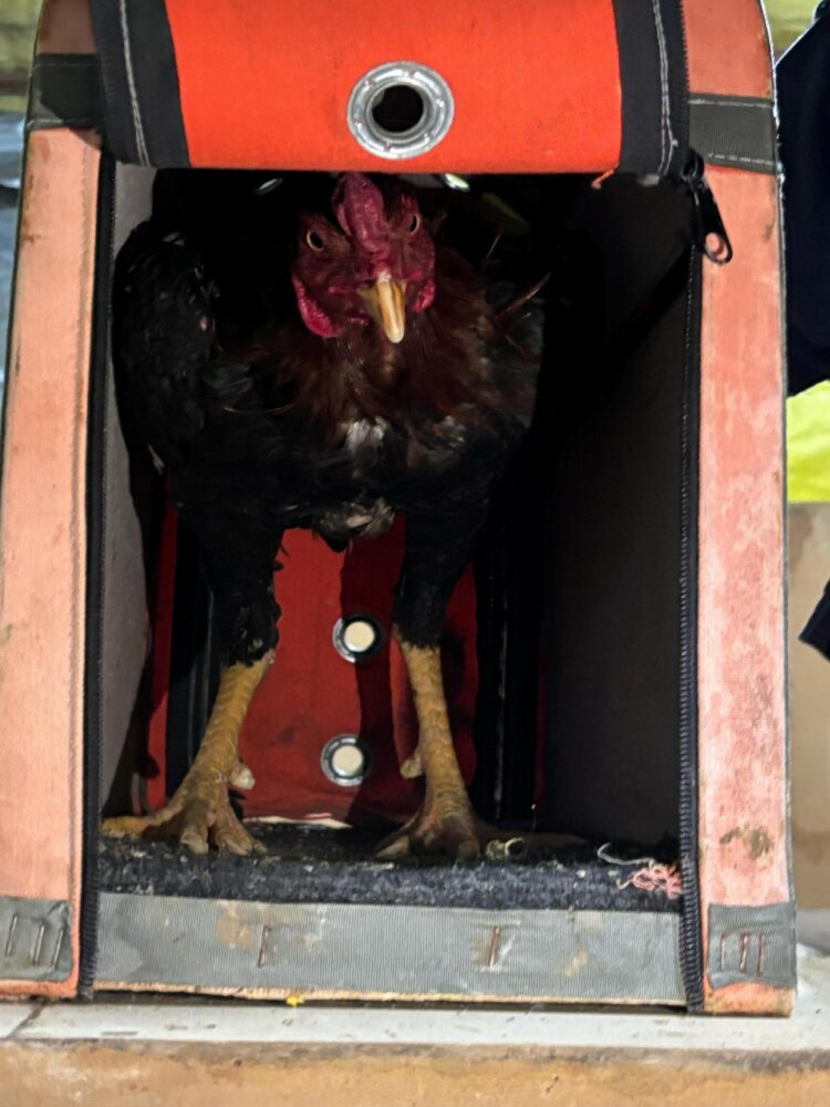 Tekirdağ’da horoz dövüştüren 28 kişiye 258 bin lira ceza haberi